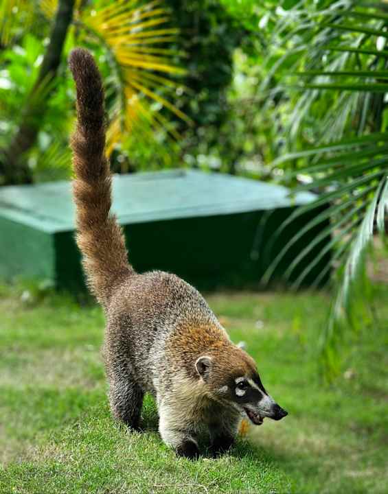 Gartenanlage Bahia Principe Grand Tulum