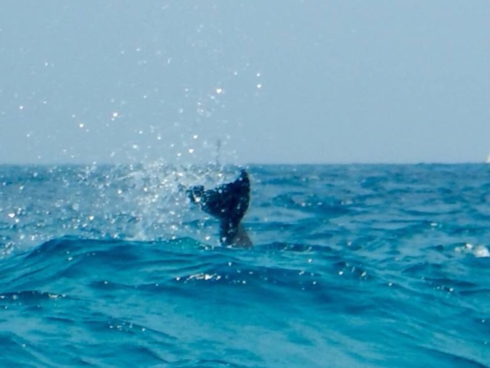 Freundliches wedeln mit der Schwanzflosse Kuramathi Maldives