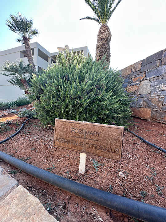 Gartenanlage allsun Hotel Malia Beach