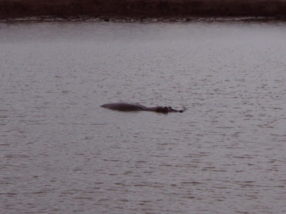 Flusspferd im Teich Voi Wildlife Lodge