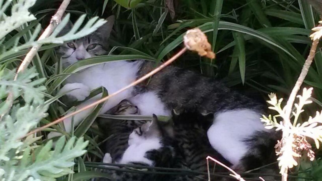 Siam Katze mit ihre Babys Siam Elegance Hotels & Spa