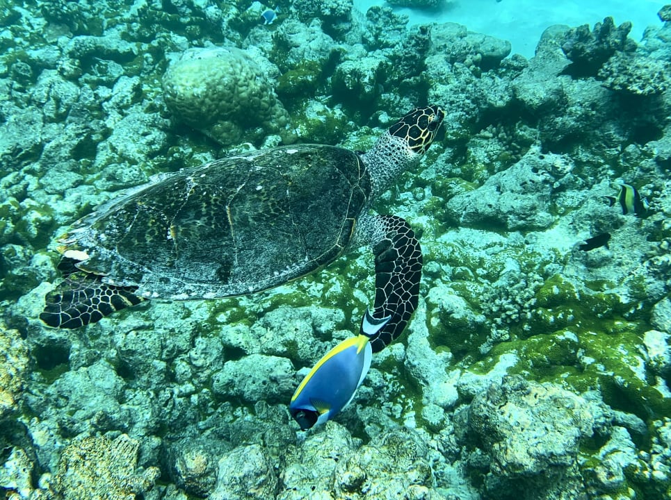 Sport & Freizeit Summer Island Maldives