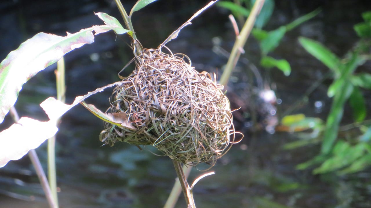 Kleine Webervögel an der Lobby und am Restaurant  Hotel Southern Palms Beach Resort