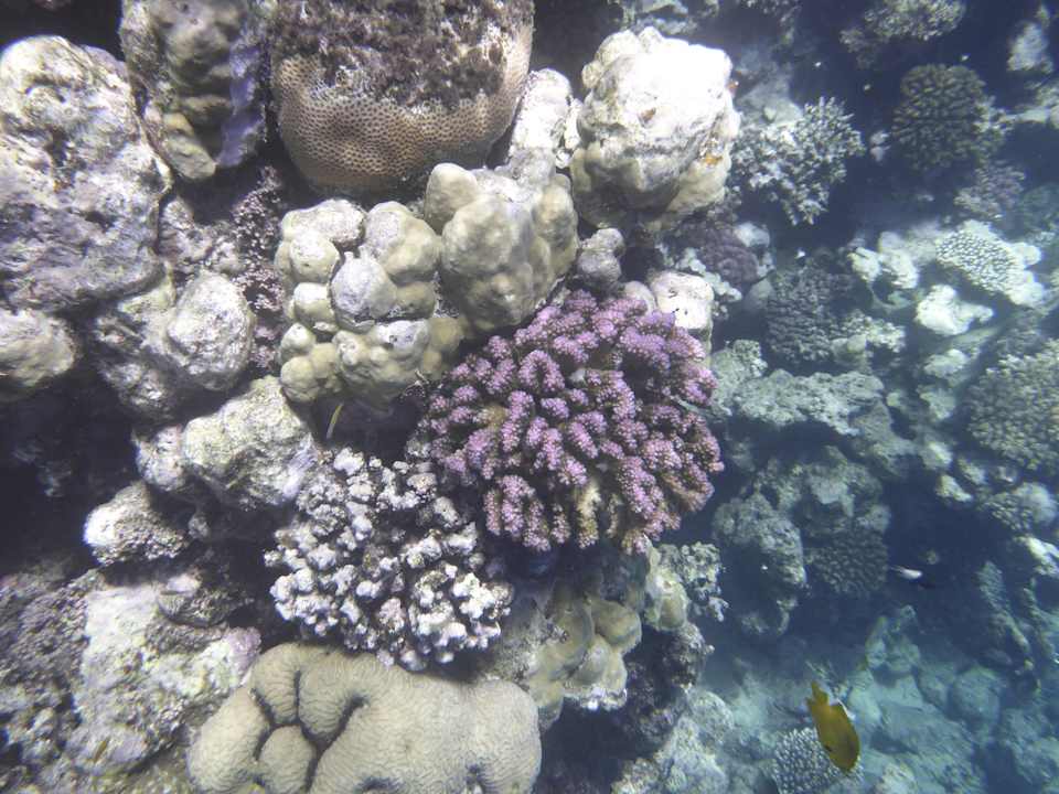 Sonstiges Sentido Reef Oasis Suakin
