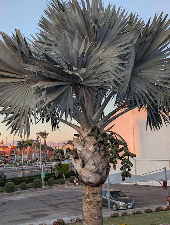 Außenansicht Pickalbatros Dana Beach Resort - Hurghada