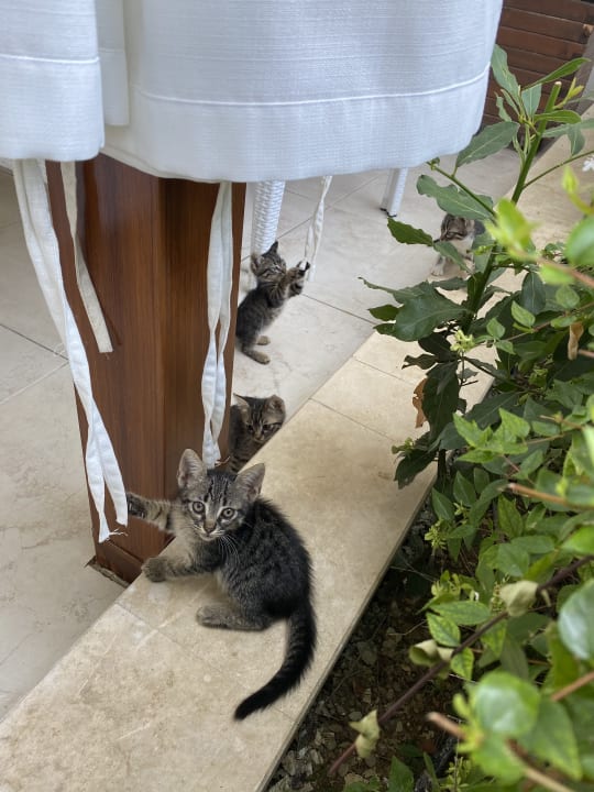 Gartenanlage Dream World Aqua Hotel