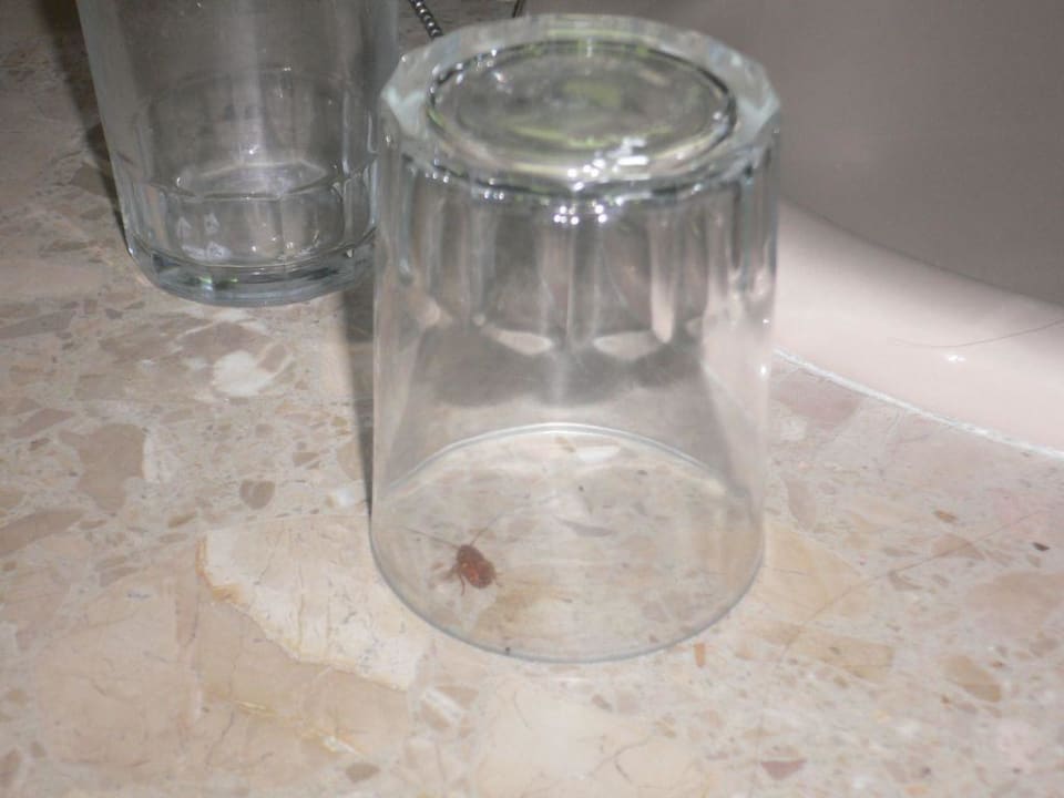 mini Kakerlake im Badezimmer LABRANDA Marieta - Adults only