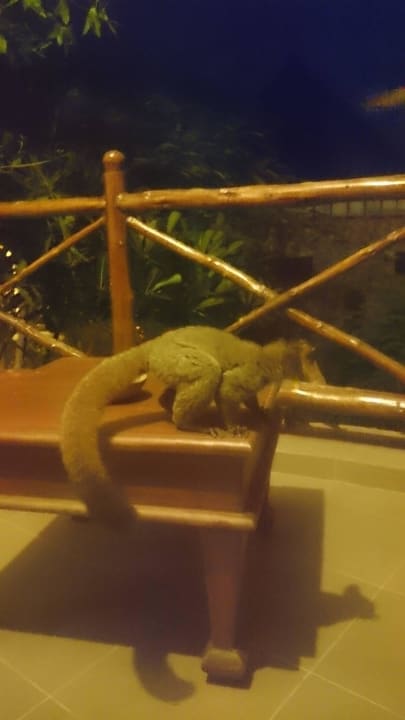 Die kleinen Lemuren auf dem Balkon Sultan Sands Island Resort & Spa