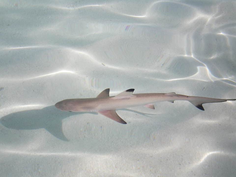 Ein kleiner Hai Summer Island Maldives