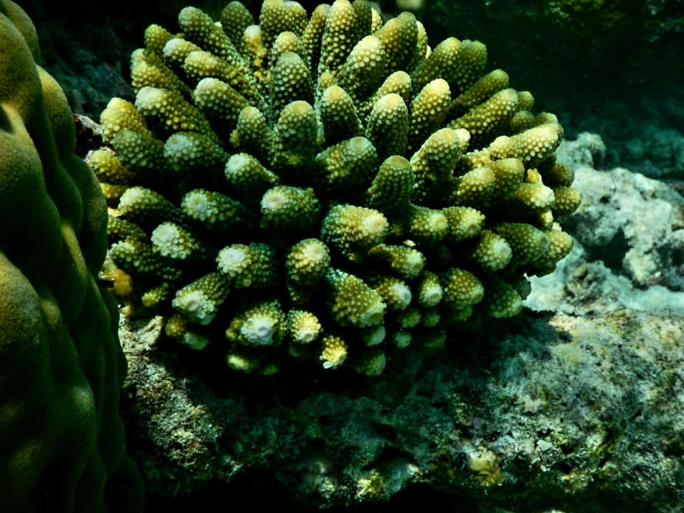 Sport & Freizeit NH Collection Maldives Reethi Resort