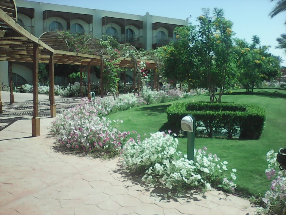 Gartenanlage Desert Rose