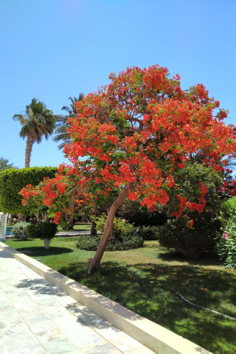 Gartenanlage The Grand Palace - Adults only