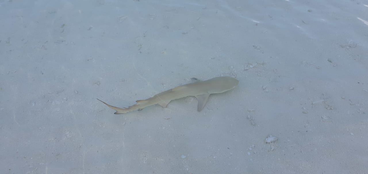 Strand Kuredu Island Resort & Spa