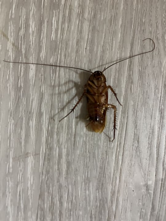 Zimmer SBH Hotel Taro Beach