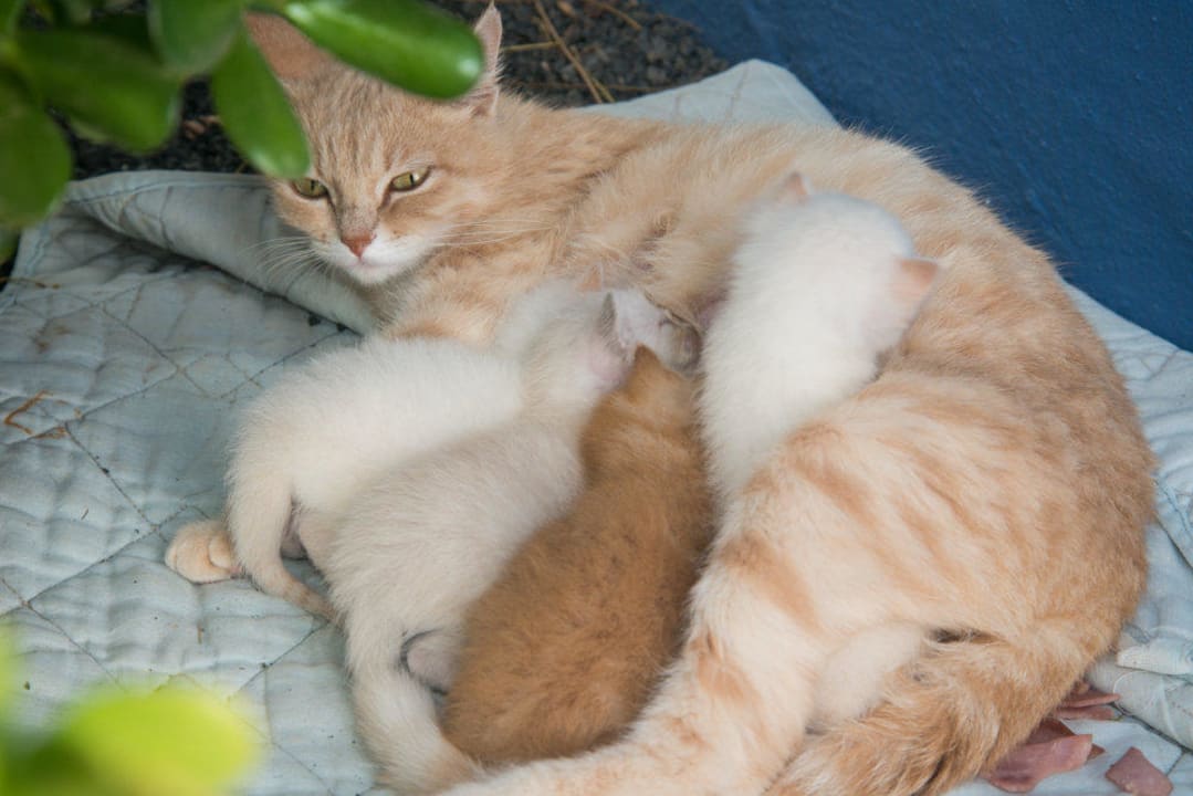 Wunderbar Apartamentos LIVVO Morromar