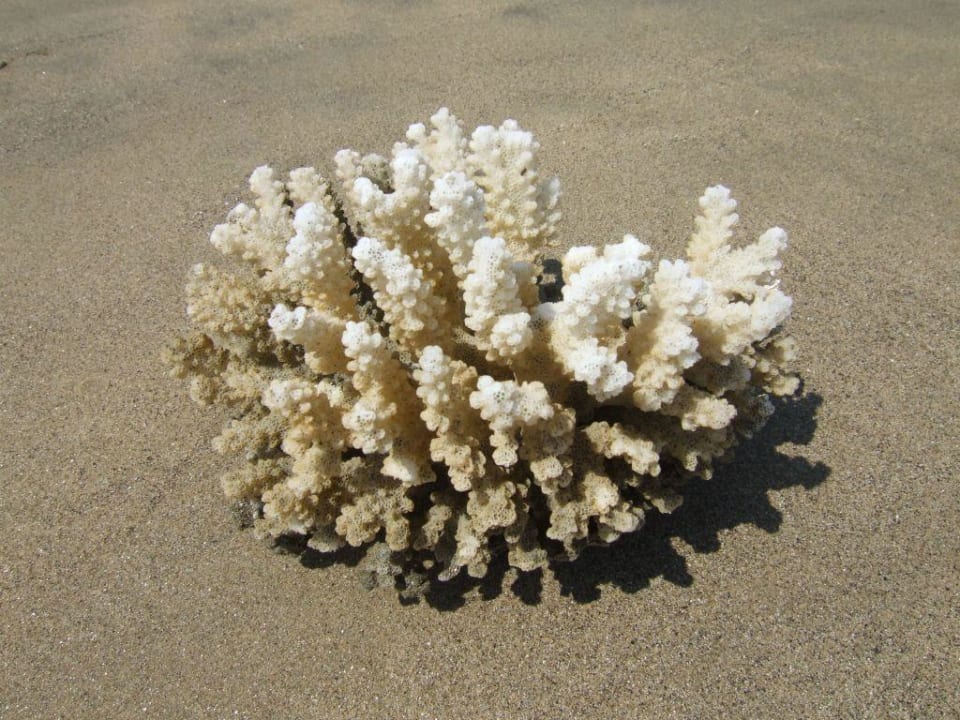 Strandschönheit   Lahami Bay Lahami Bay Beach Resort