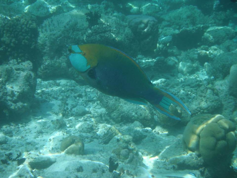 Beim Schnorcheln Ranveli Village