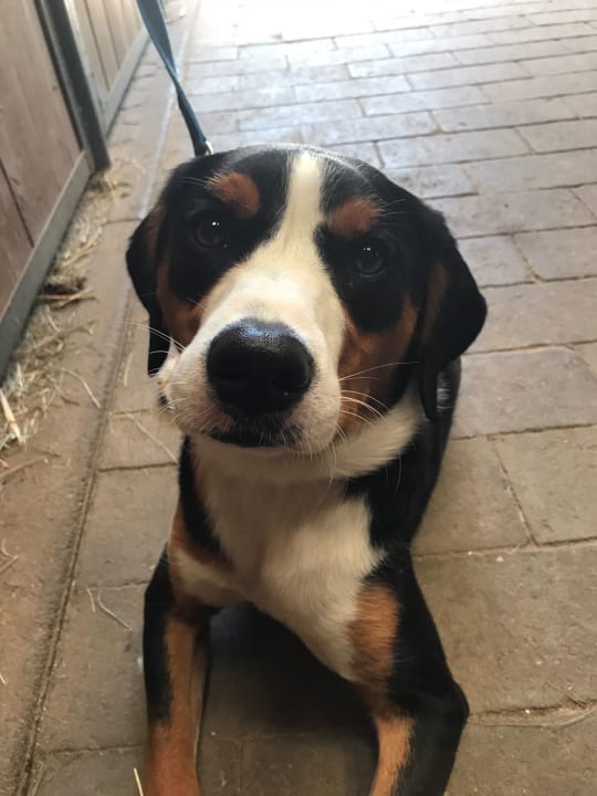 Sonstiges Reitanlage-Ferienpension Mühlberghof