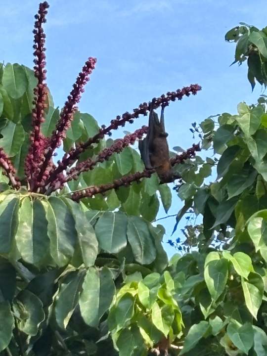 Strand Vilamendhoo Island Resort & Spa