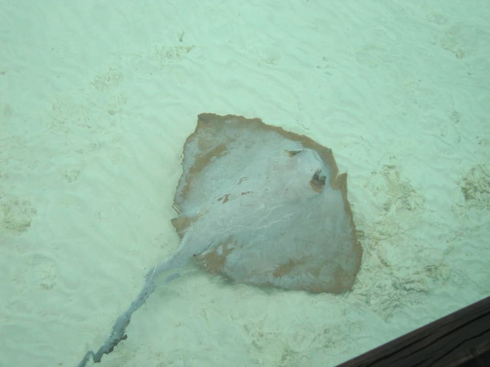 Tierischer Besuch bei unserer Wasservilla Veligandu Maldives Resort Island