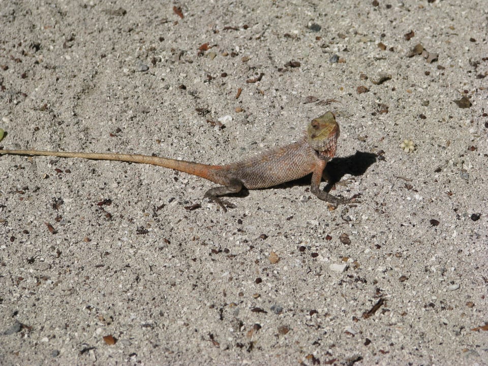 Zwierzaki 3 Adaaran Select Meedhupparu Island Resort - Premium All Inclusive