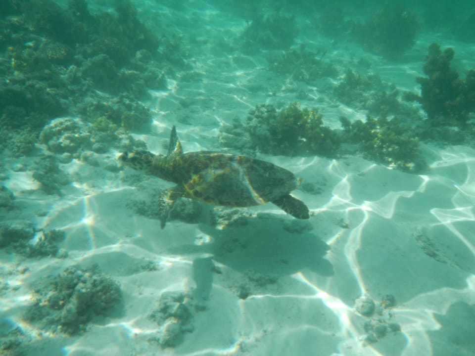 Tolles beim Tauchen Castello Beach Hotel