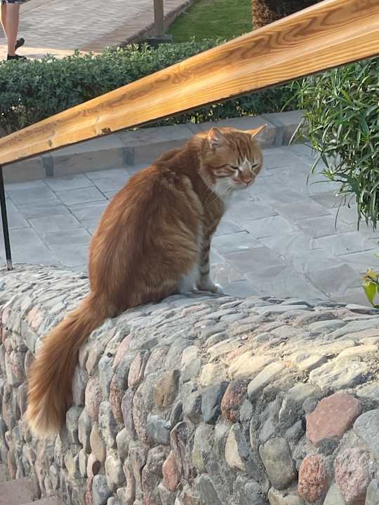 Gartenanlage Fort Arabesque Resort, Spa & Villas