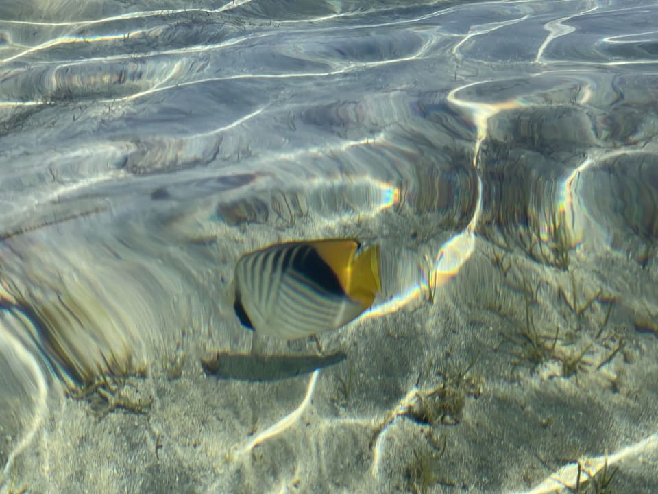 Strand Pickalbatros Sea World Resort - Marsa Alam