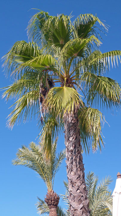 Palme in der Anlage Asteria Family Belek