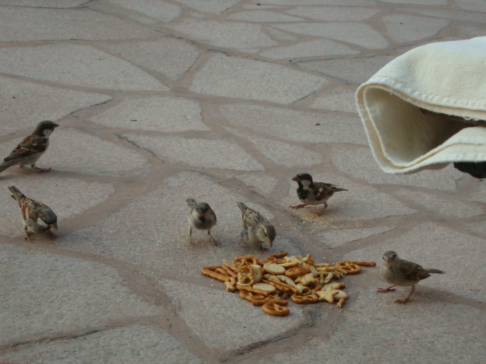 Gastro Emirates Palace Mandarin Oriental