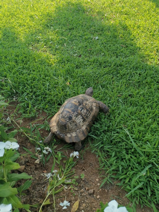 Gartenanlage Belconti Resort Hotel