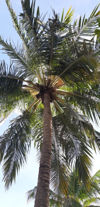 Gartenanlage Catalonia Royal La Romana - Adults only