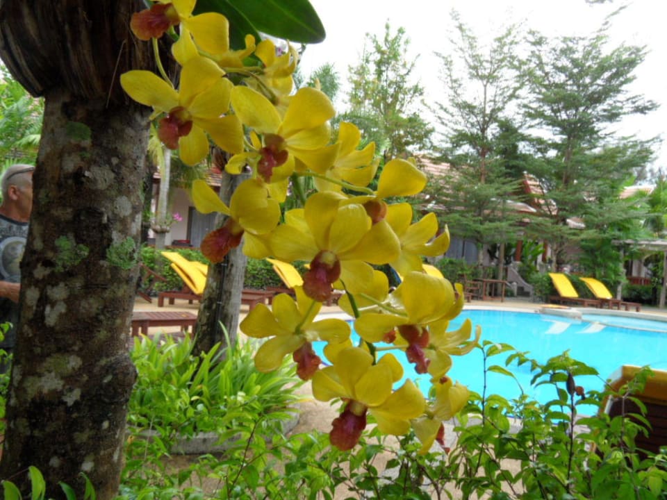 Tropengarten Fanari Khaolak Resort