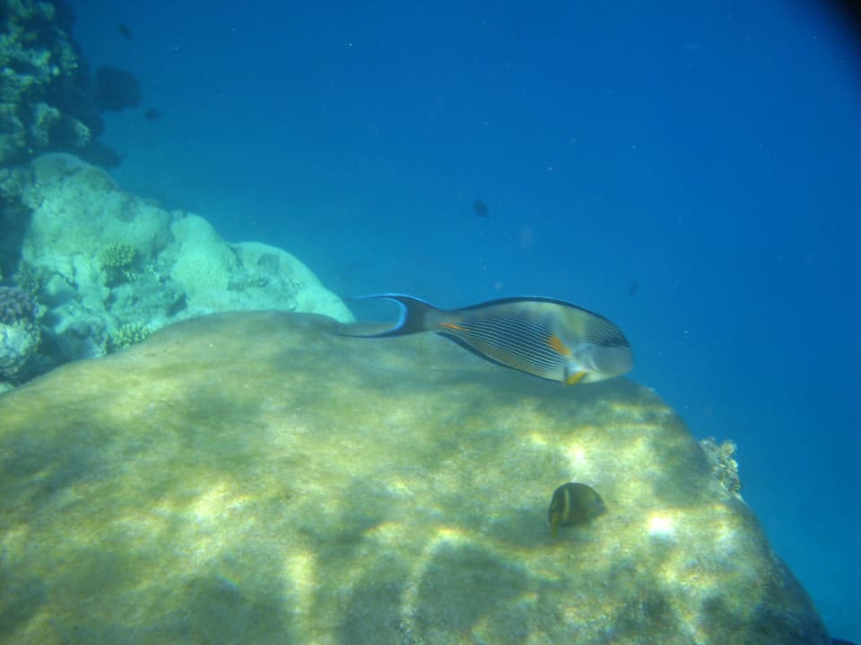 Schnorcheln Arabia Azur Resort