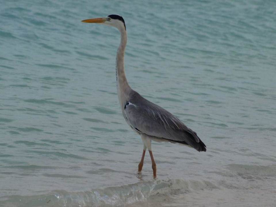 Papa jagt für Nachwuchs Meeru Maldives Resort Island