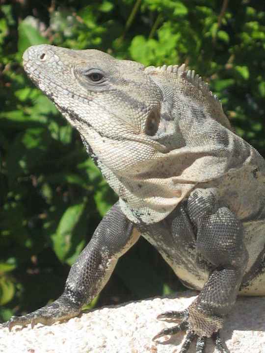 Leguan Grand Palladium Select White Sand Resort & Spa