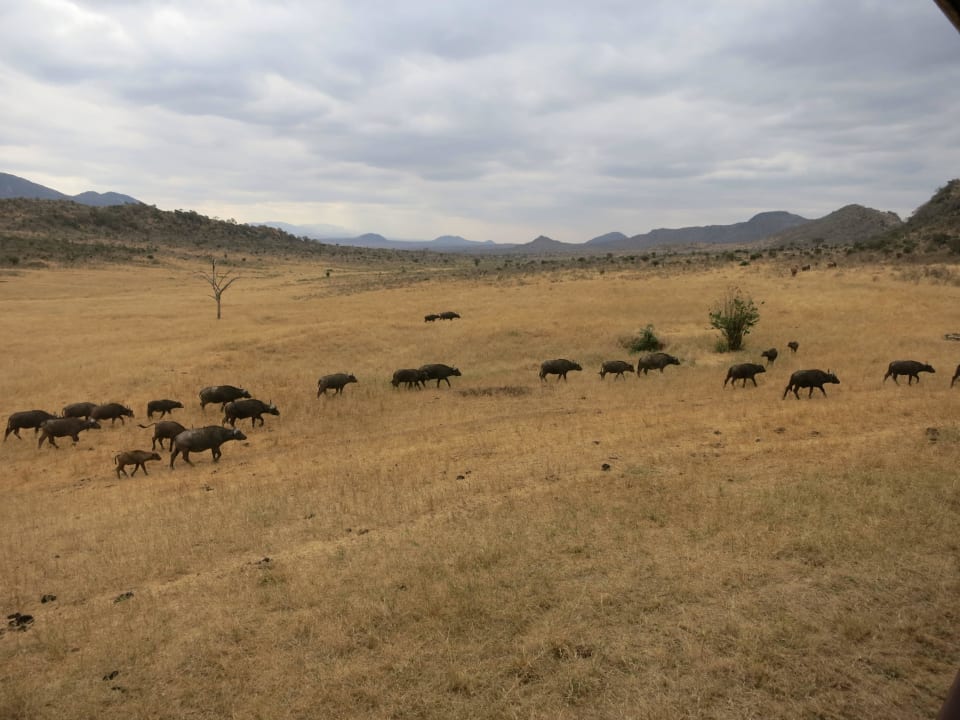 Büffel Ngulia Safari Lodge