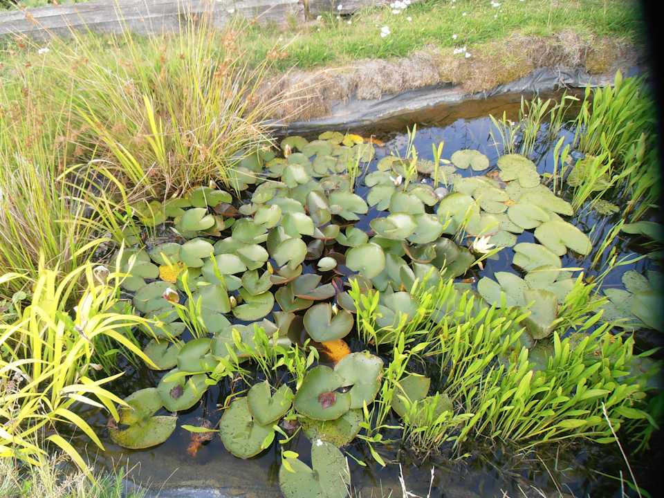 Teich mit Goldfischen B&B Nieuw Beusink