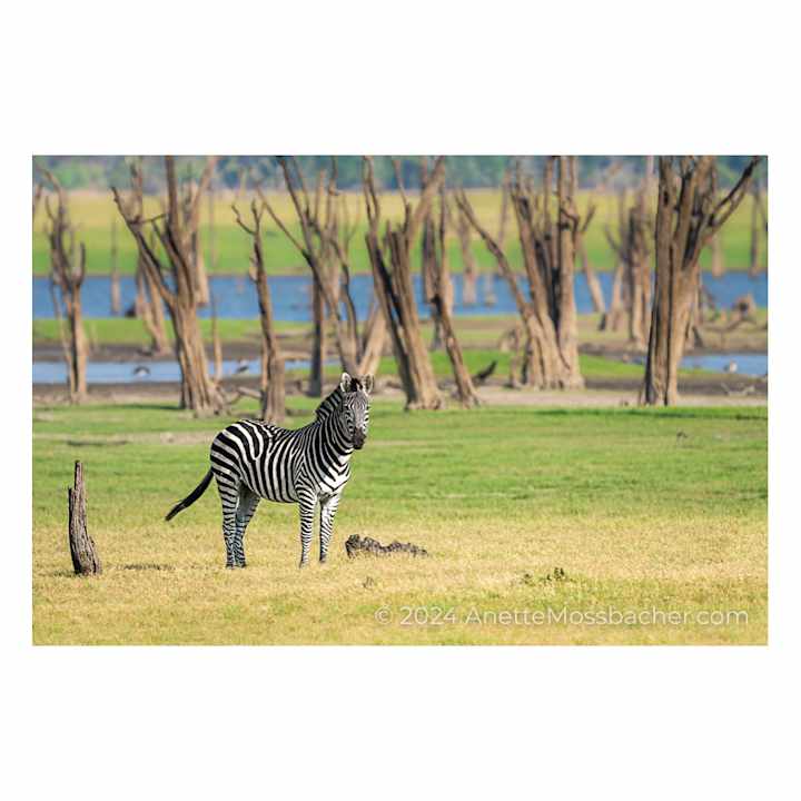 Sonstiges Nanzhila Plains Safari Camp