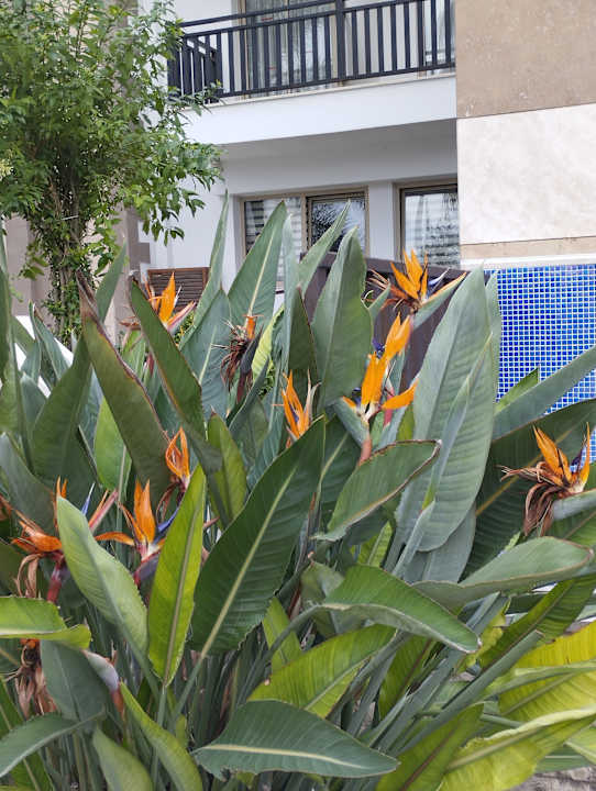 Außenansicht Well Palace Side