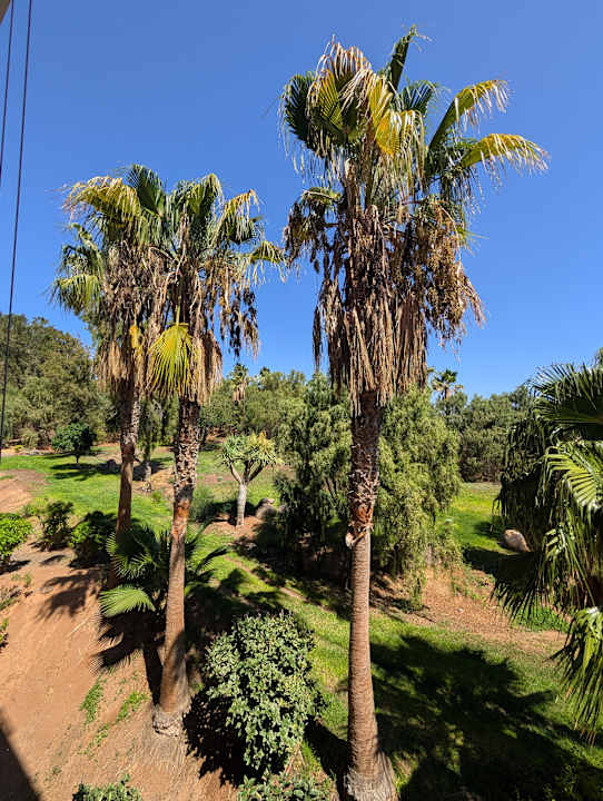 Gartenanlage allsun App.-Hotel Esquinzo Beach