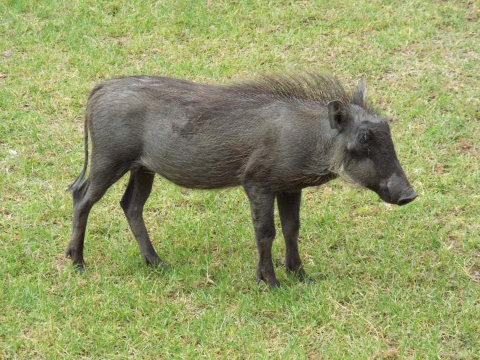 Warzenschwein Mushara Bush Camp