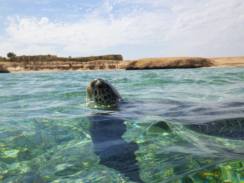 Strand Three Corners Fayrouz Plaza Beach Resort
