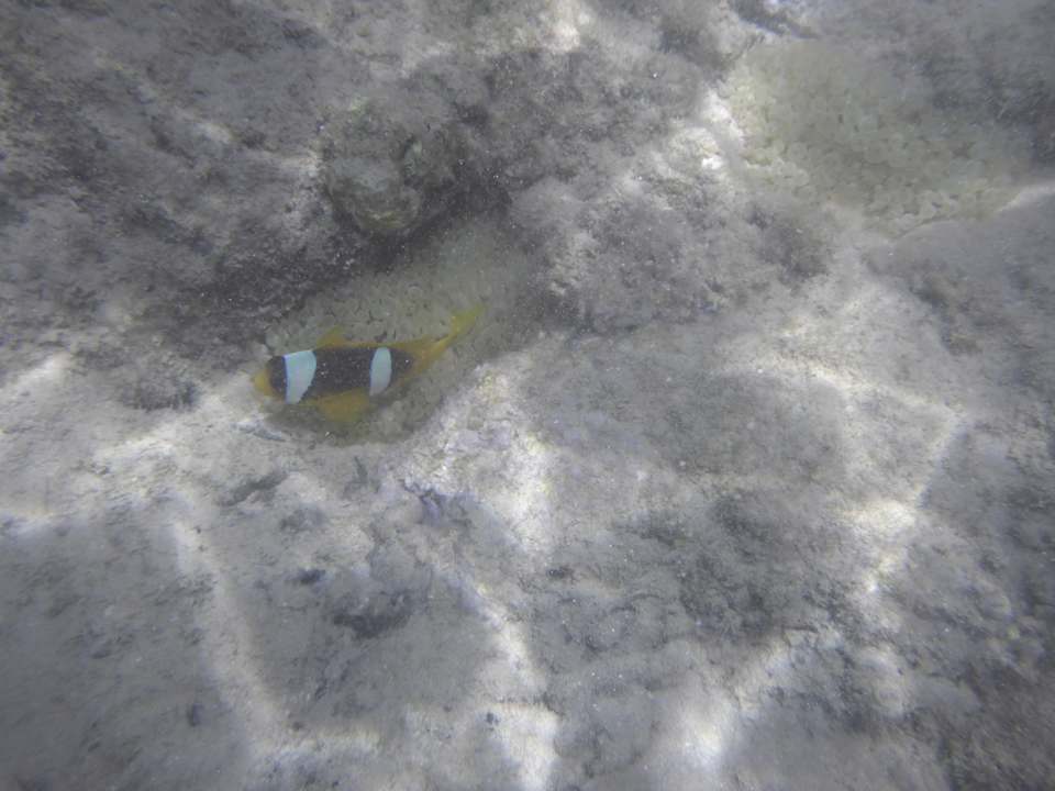 Strand Sentido Reef Oasis Suakin