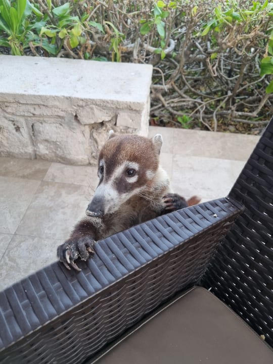 Sonstiges Akumal Bay Beach & Wellness Resort