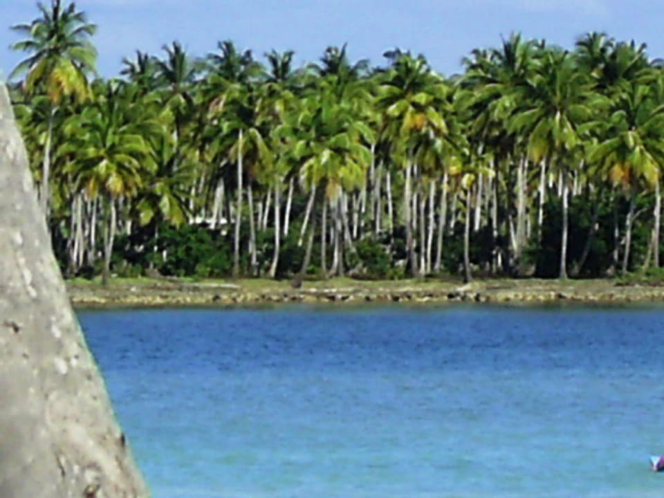 Palmen Wyndham Alltra Samana