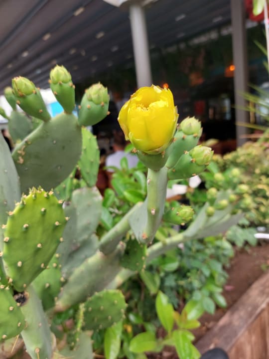 Gartenanlage İmperial Turkiz Resort Hotel