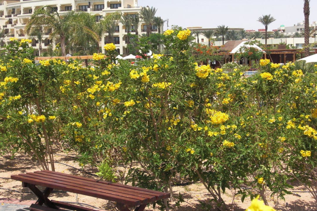 Sehr schöne Anlage Steigenberger ALDAU Beach Hotel