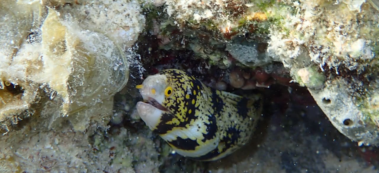 Sport & Freizeit Three Corners Sea Beach Resort