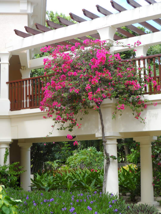 Bougenvillea Hilton Mauritius Resort & Spa